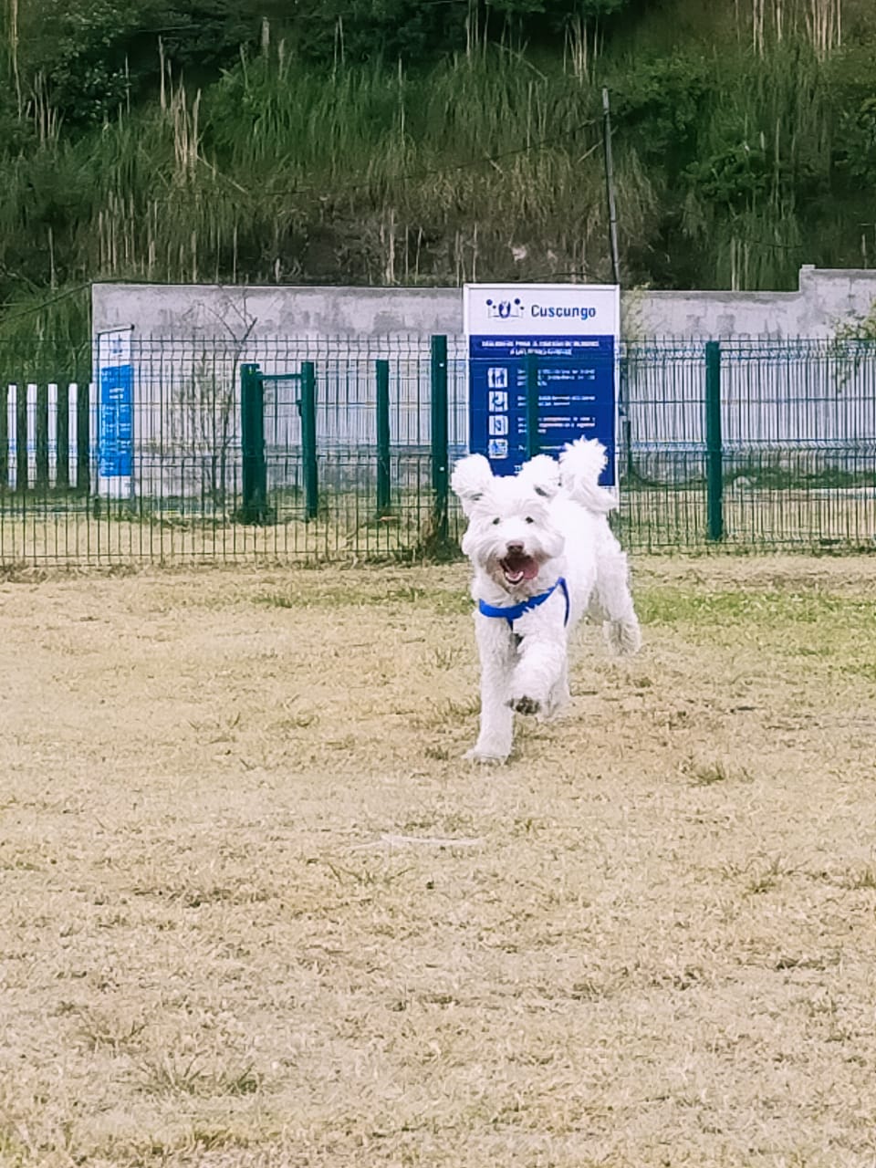 puedes llevar perros al refugio