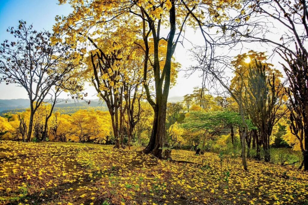 Florecimiento de los guayacanes